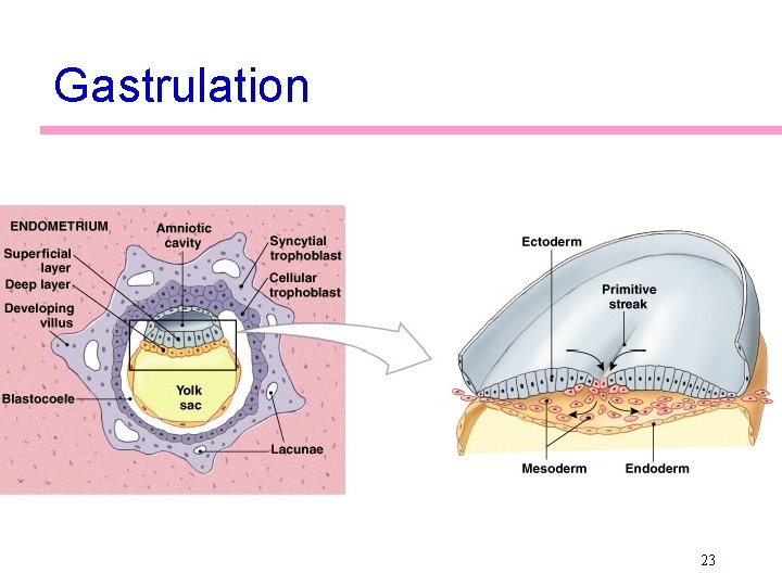 Gastrulation 23 