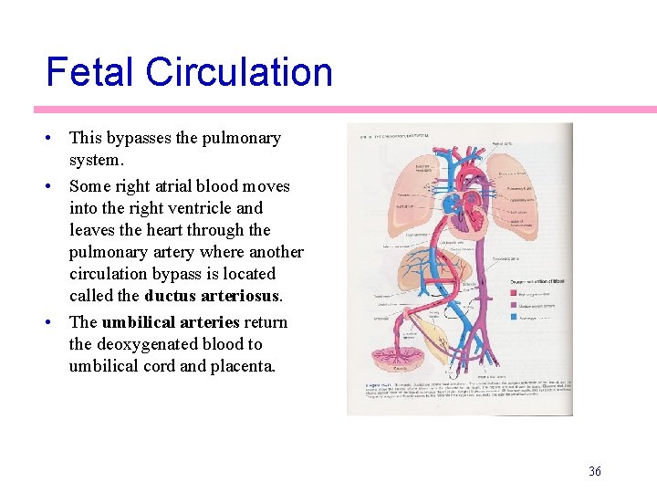 Fetal Circulation • This bypasses the pulmonary system. • Some right atrial blood moves