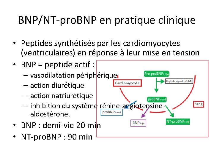 BNP/NT-pro. BNP en pratique clinique • Peptides synthétisés par les cardiomyocytes (ventriculaires) en réponse