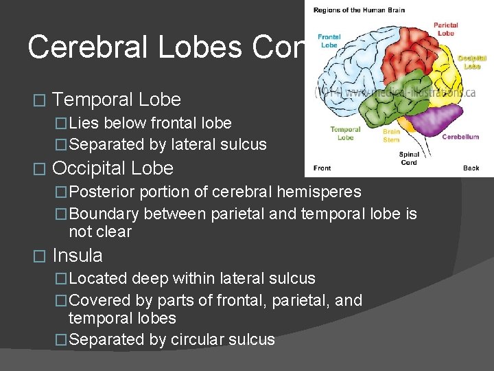 Cerebral Lobes Cont. � Temporal Lobe �Lies below frontal lobe �Separated by lateral sulcus