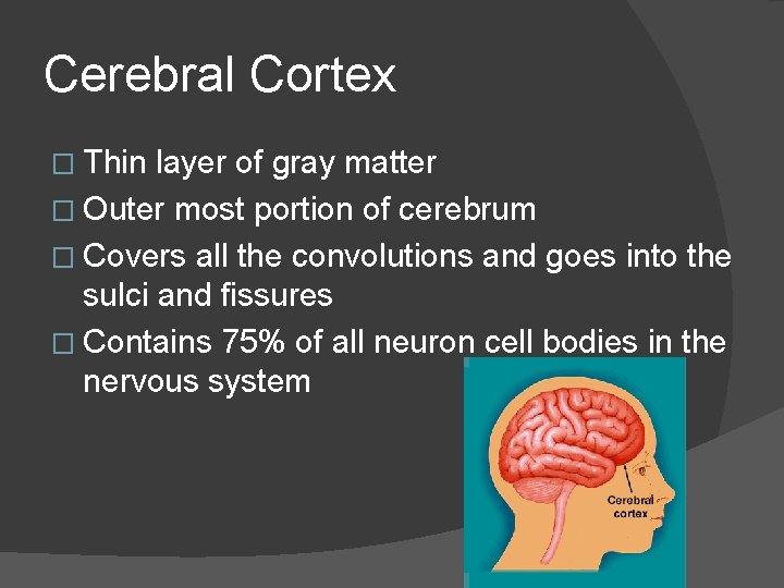 Cerebral Cortex � Thin layer of gray matter � Outer most portion of cerebrum
