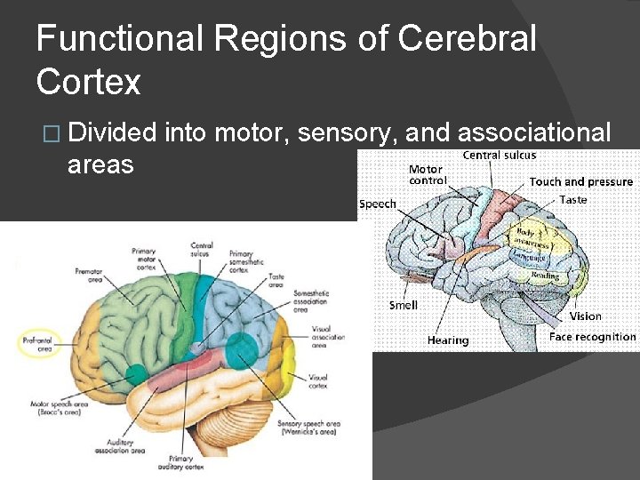 Functional Regions of Cerebral Cortex � Divided areas into motor, sensory, and associational 