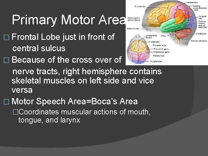 Primary Motor Areas � Frontal Lobe just in front of central sulcus � Because