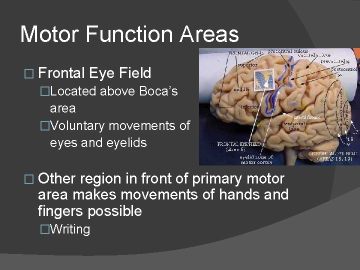 Motor Function Areas � Frontal Eye Field �Located above Boca’s area �Voluntary movements of
