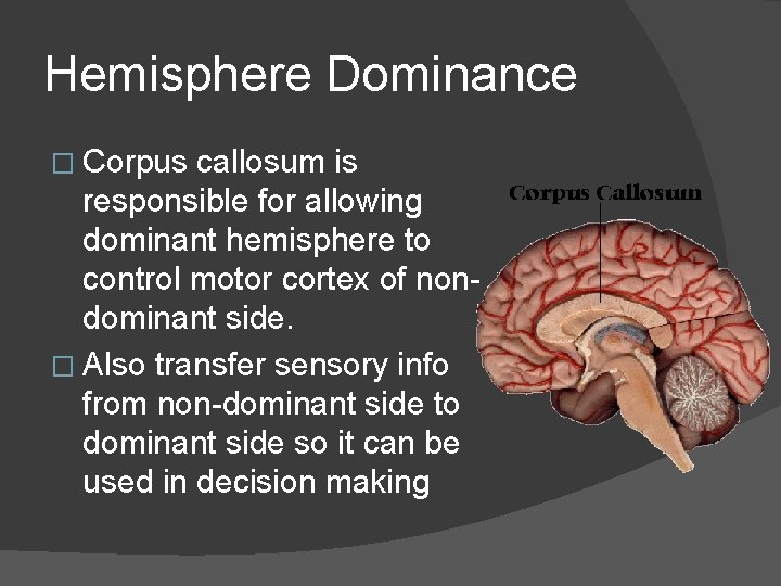 Hemisphere Dominance � Corpus callosum is responsible for allowing dominant hemisphere to control motor