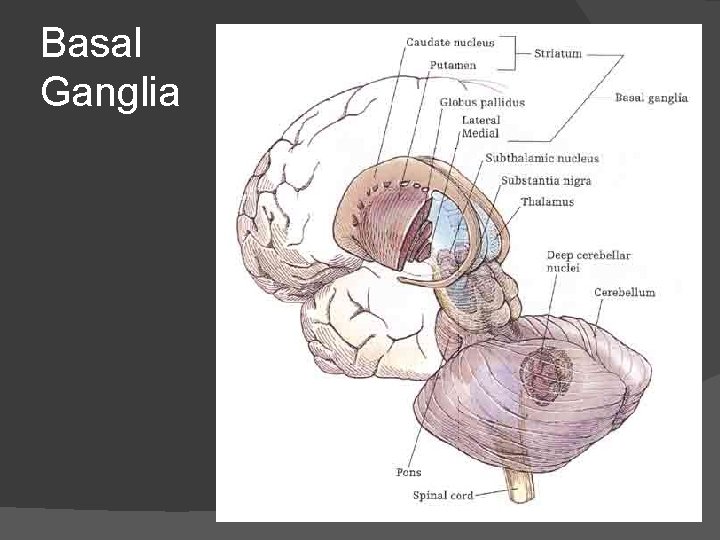 Basal Ganglia 