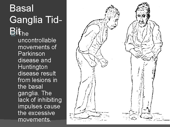 Basal Ganglia Tid. Bit � The uncontrollable movements of Parkinson disease and Huntington disease