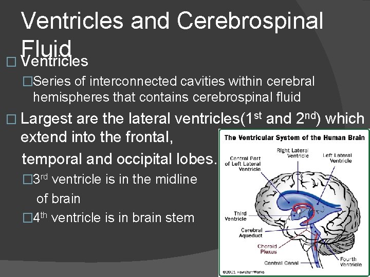 Ventricles and Cerebrospinal Fluid � Ventricles �Series of interconnected cavities within cerebral hemispheres that