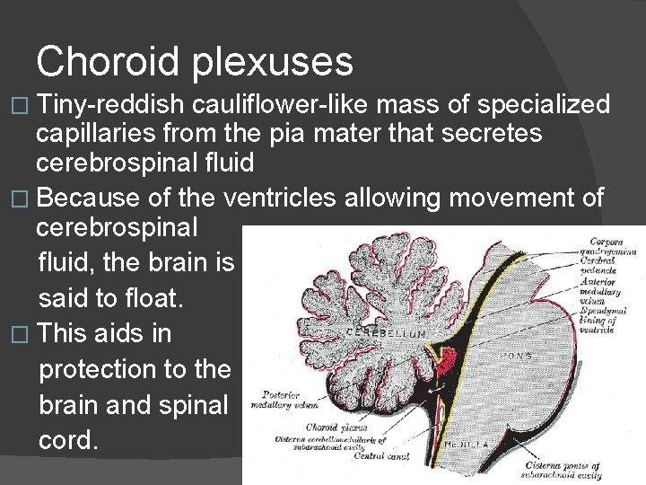 Choroid plexuses � Tiny-reddish cauliflower-like mass of specialized capillaries from the pia mater that
