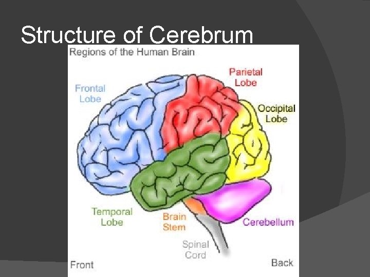 Structure of Cerebrum 