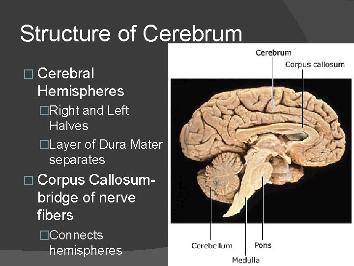 Structure of Cerebrum � Cerebral Hemispheres �Right and Left Halves �Layer of Dura Mater