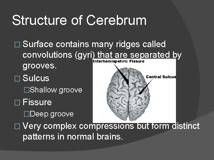 Structure of Cerebrum � Surface contains many ridges called convolutions (gyri) that are separated