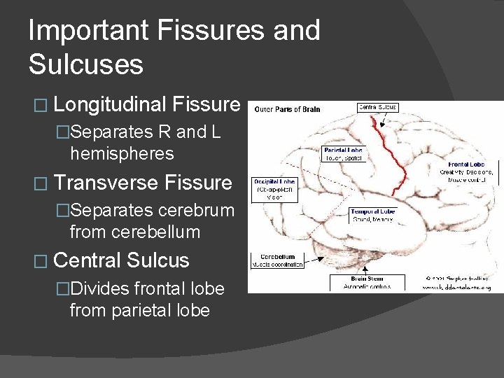 Important Fissures and Sulcuses � Longitudinal Fissure �Separates R and L hemispheres � Transverse