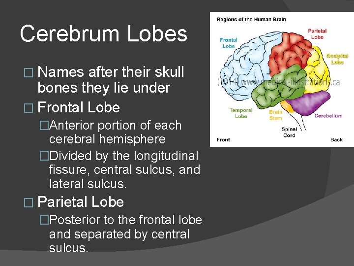 Cerebrum Lobes � Names after their skull bones they lie under � Frontal Lobe