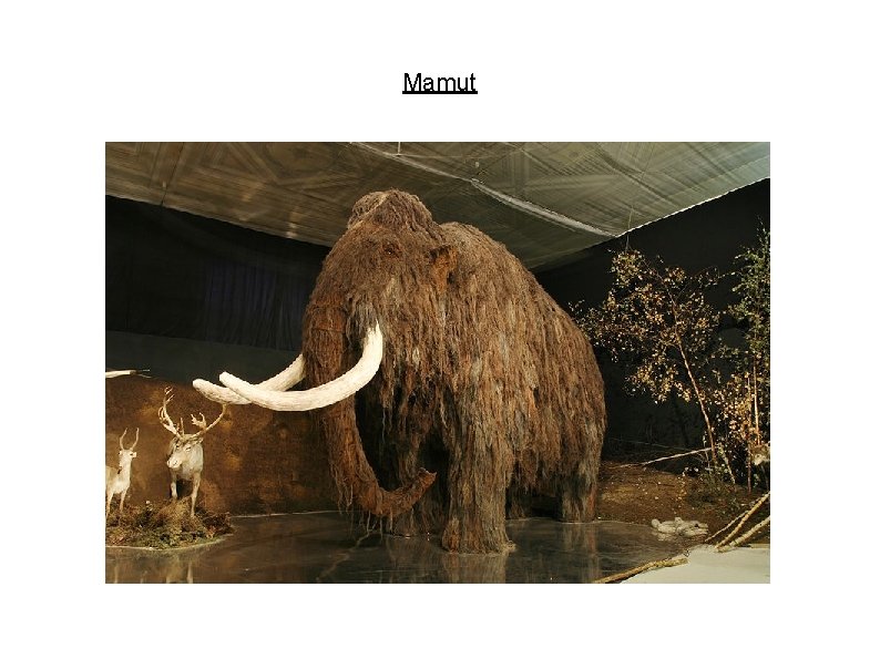 Mamut 