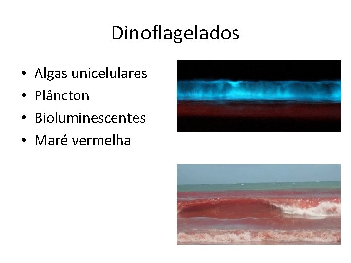 Dinoflagelados • • Algas unicelulares Plâncton Bioluminescentes Maré vermelha 