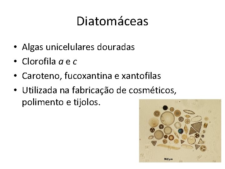 Diatomáceas • • Algas unicelulares douradas Clorofila a e c Caroteno, fucoxantina e xantofilas