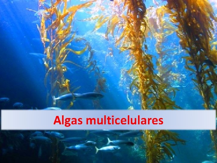 Algas multicelulares 