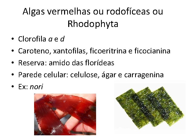 Algas vermelhas ou rodofíceas ou Rhodophyta • • • Clorofila a e d Caroteno,