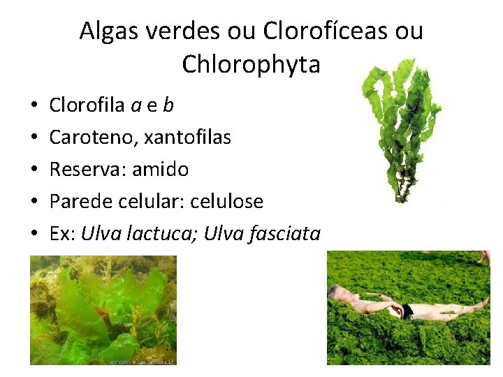 Algas verdes ou Clorofíceas ou Chlorophyta • • • Clorofila a e b Caroteno,