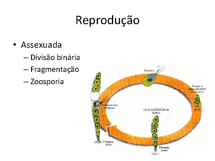 Reprodução • Assexuada – Divisão binária – Fragmentação – Zoosporia 