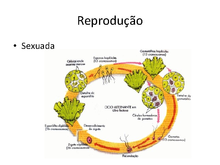 Reprodução • Sexuada 