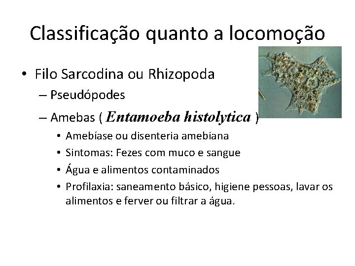 Classificação quanto a locomoção • Filo Sarcodina ou Rhizopoda – Pseudópodes – Amebas (
