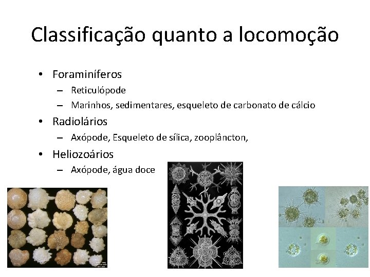 Classificação quanto a locomoção • Foraminíferos – Reticulópode – Marinhos, sedimentares, esqueleto de carbonato