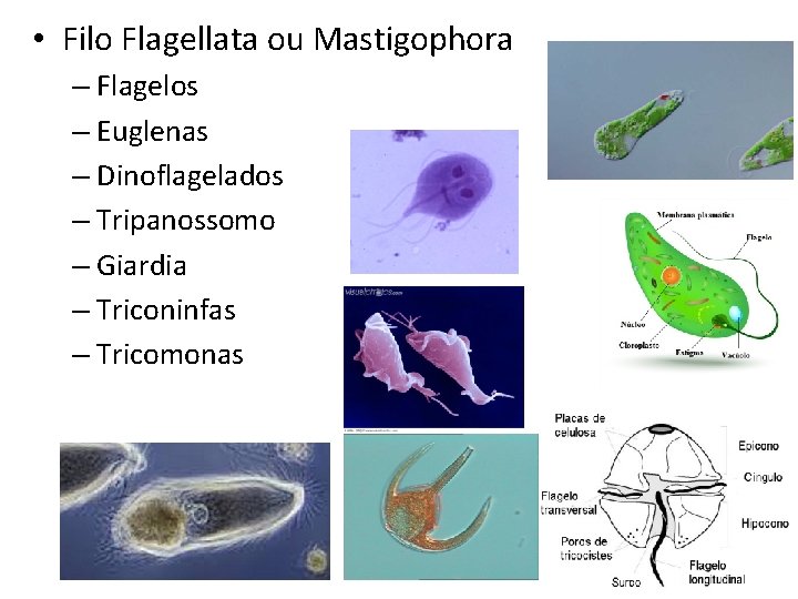  • Filo Flagellata ou Mastigophora – Flagelos – Euglenas – Dinoflagelados – Tripanossomo