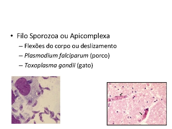  • Filo Sporozoa ou Apicomplexa – Flexões do corpo ou deslizamento – Plasmodium