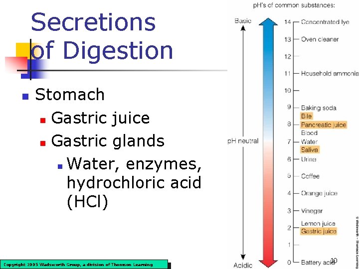 Secretions of Digestion n Stomach n Gastric juice n Gastric glands n Water, enzymes,