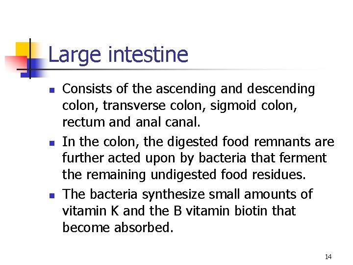 Large intestine n n n Consists of the ascending and descending colon, transverse colon,