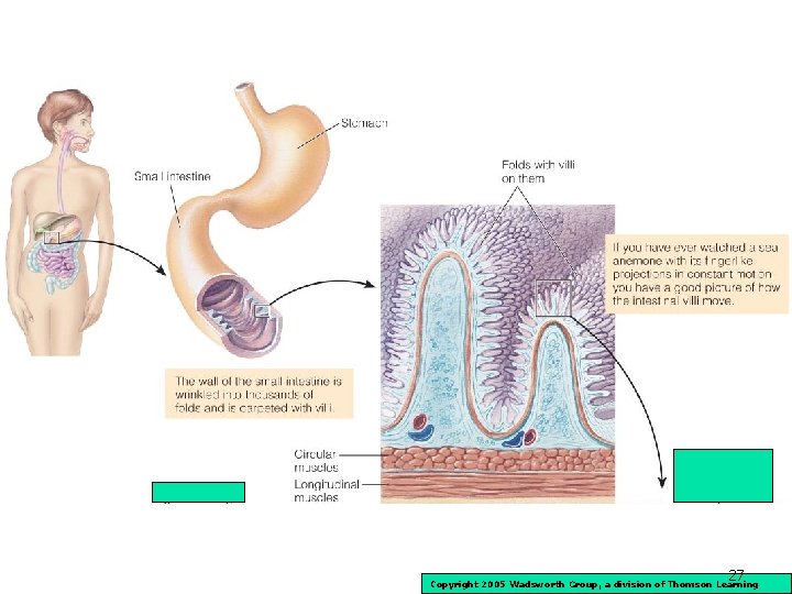 27 Copyright 2005 Wadsworth Group, a division of Thomson Learning 