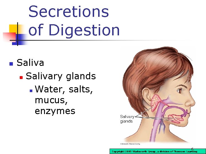 Secretions of Digestion n Salivary glands n Water, salts, mucus, enzymes 6 Copyright 2005