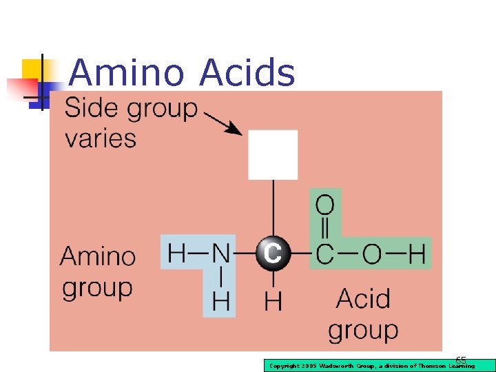 Amino Acids 65 Copyright 2005 Wadsworth Group, a division of Thomson Learning 