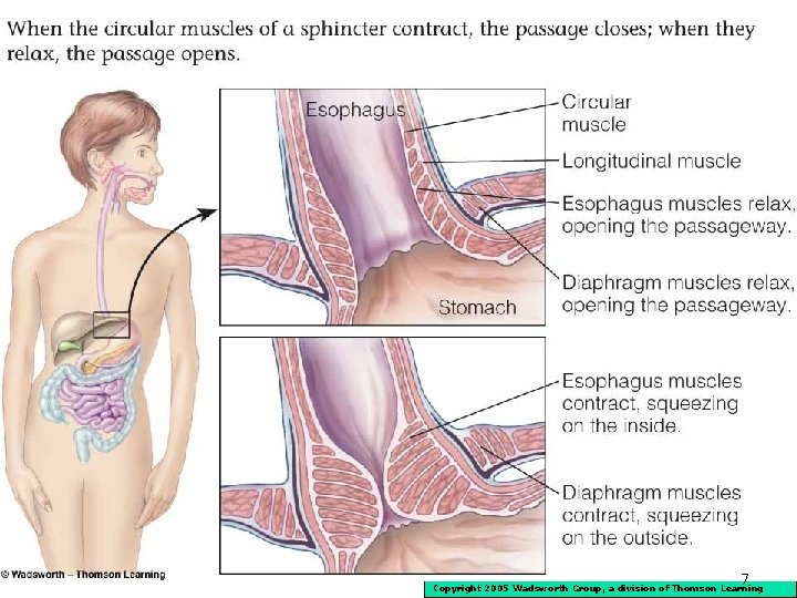 7 Copyright 2005 Wadsworth Group, a division of Thomson Learning 