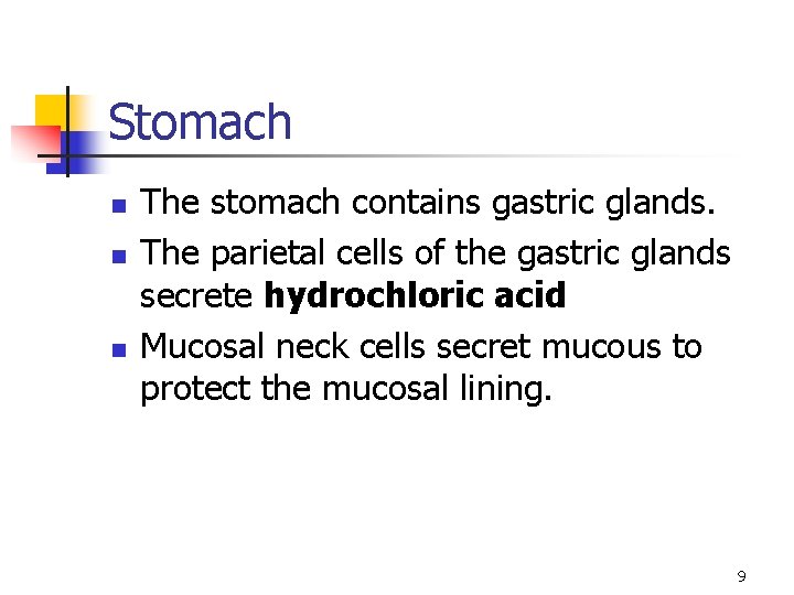 Stomach n n n The stomach contains gastric glands. The parietal cells of the