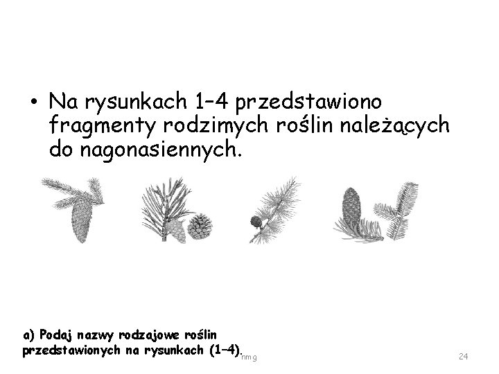  • Na rysunkach 1– 4 przedstawiono fragmenty rodzimych roślin należących do nagonasiennych. a)