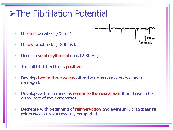 ØThe Fibrillation Potential • Of short duration (<3 ms). • Of low amplitude (<300