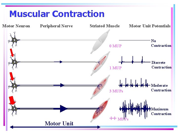 Muscular Contraction Motor Neuron Peripheral Nerve Motor Unit Striated Muscle Motor Unit Potentials 0
