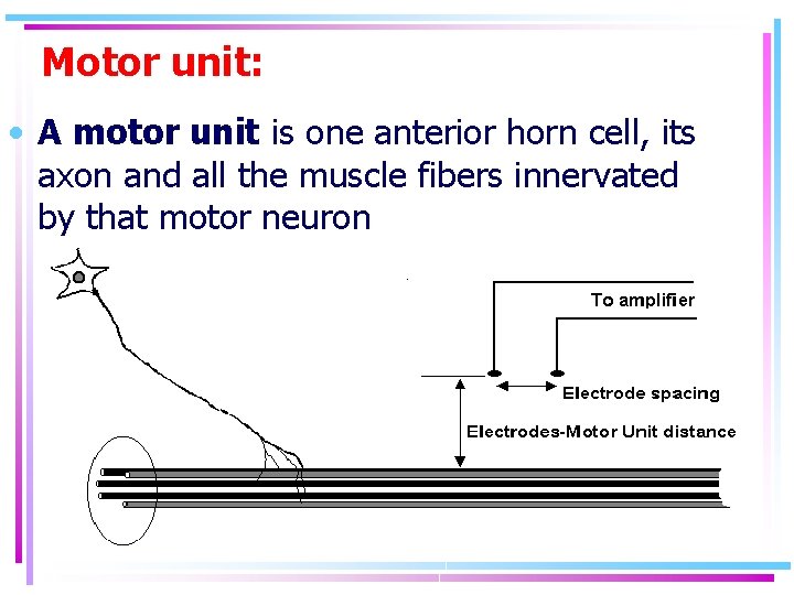 Motor unit: • A motor unit is one anterior horn cell, its axon and