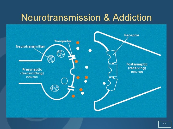 Neurotransmission & Addiction 11 