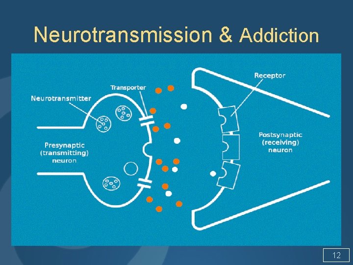 Neurotransmission & Addiction 12 