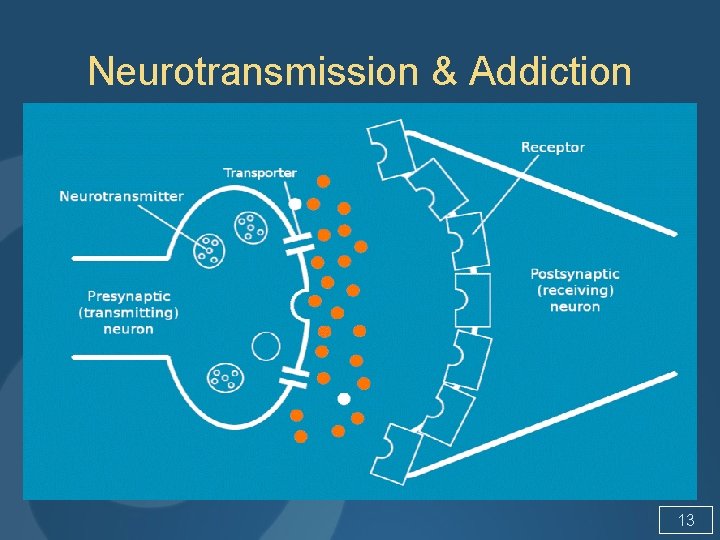 Neurotransmission & Addiction 13 