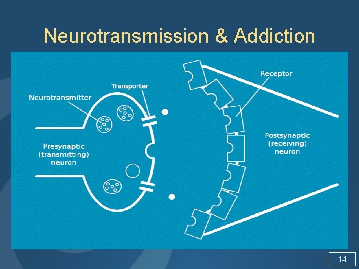 Neurotransmission & Addiction 14 