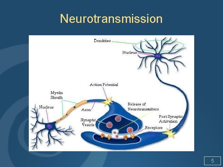 Neurotransmission 5 