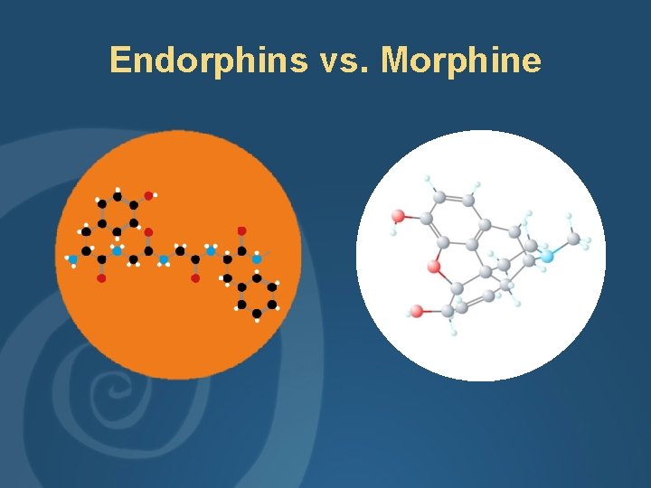 Endorphins vs. Morphine 