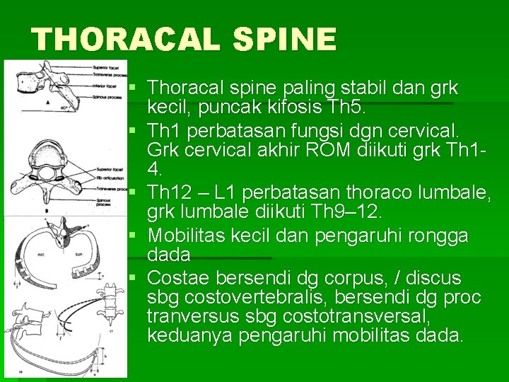THORACAL SPINE § Thoracal spine paling stabil dan grk kecil, puncak kifosis Th 5.