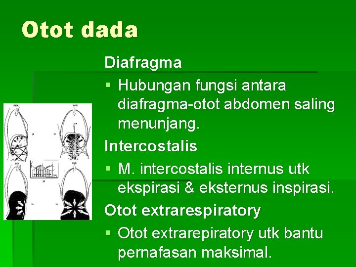Otot dada Diafragma § Hubungan fungsi antara diafragma-otot abdomen saling menunjang. Intercostalis § M.