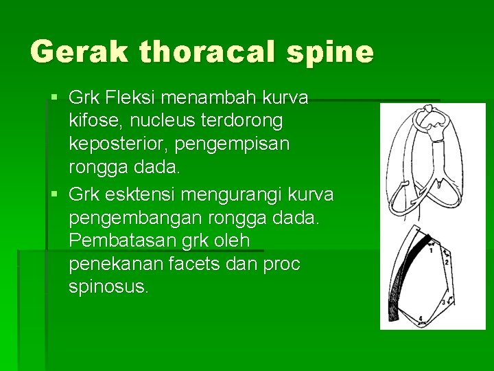 Gerak thoracal spine § Grk Fleksi menambah kurva kifose, nucleus terdorong keposterior, pengempisan rongga